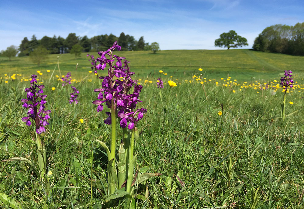 green-winged orchids